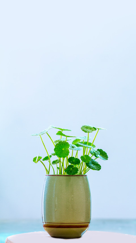Potted Plant of Fine Copperwort preview