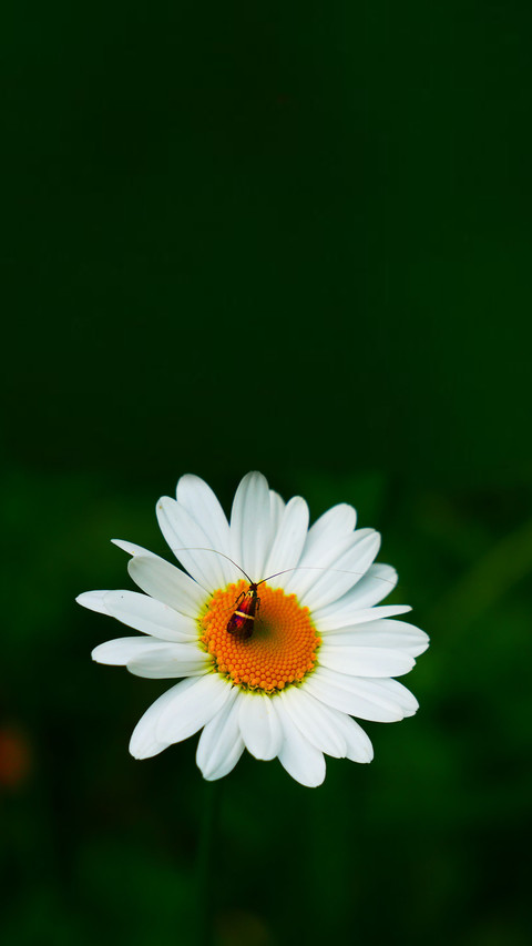 Blooming Flowers preview