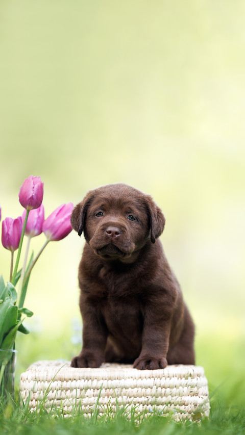 Chocolate labrador puppy posing with a bouquet of tulips preview