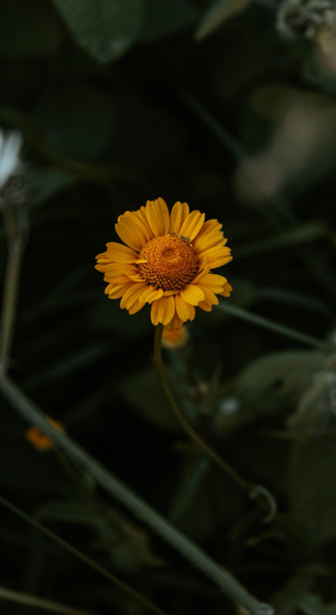 Nature B6 (17) preview