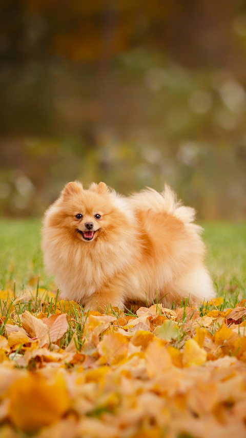 Cream Sable Orange Pomeranian Spitz Adult Dog Outdoor preview
