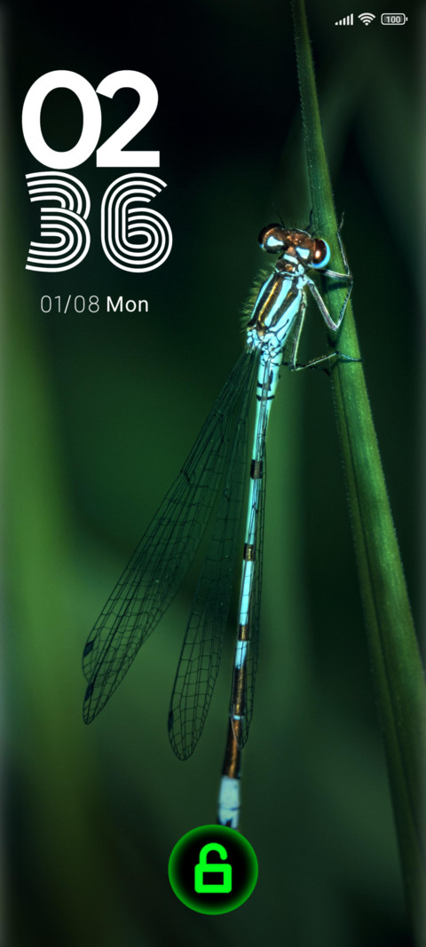 leaves insect preview