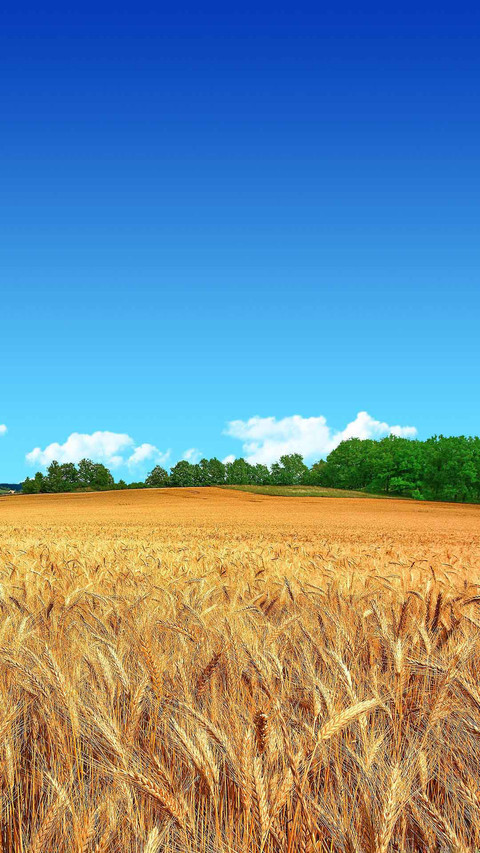 Golden Wheat Field Blue Sky Forest Android Wallpaper preview