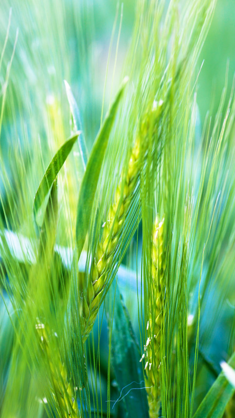 田间稻草-拍信图库 preview
