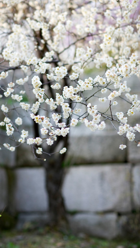 White Flower Tree preview