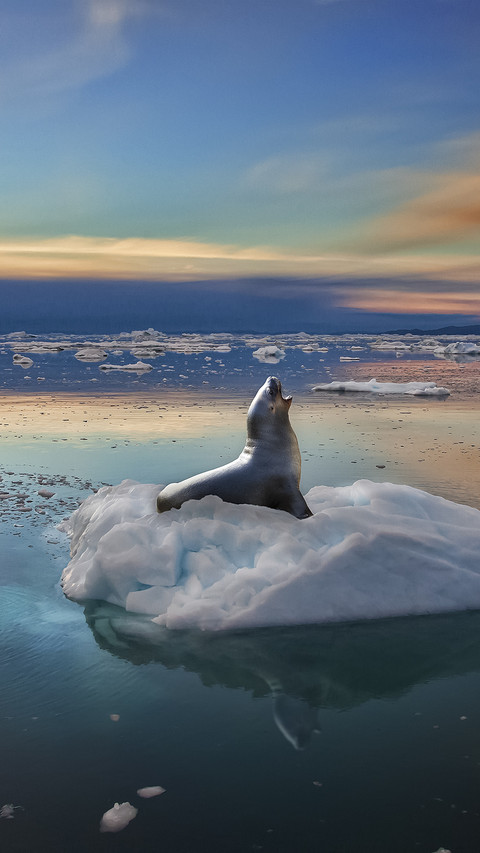 Seal on Ice preview