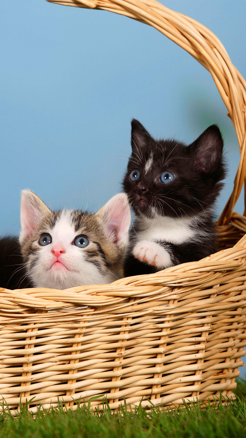 Two cats in a basket preview