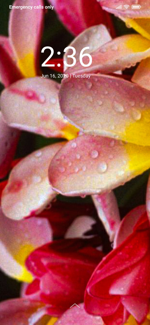 Wonderful Flower_DWM2 preview
