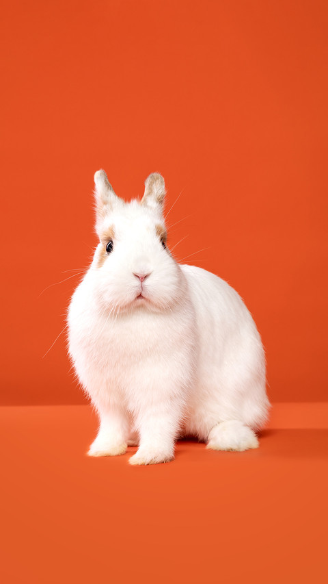 Rabbits are actually not docile at all preview