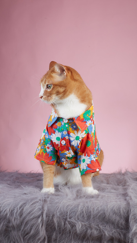 A closeup of the cats profile preview