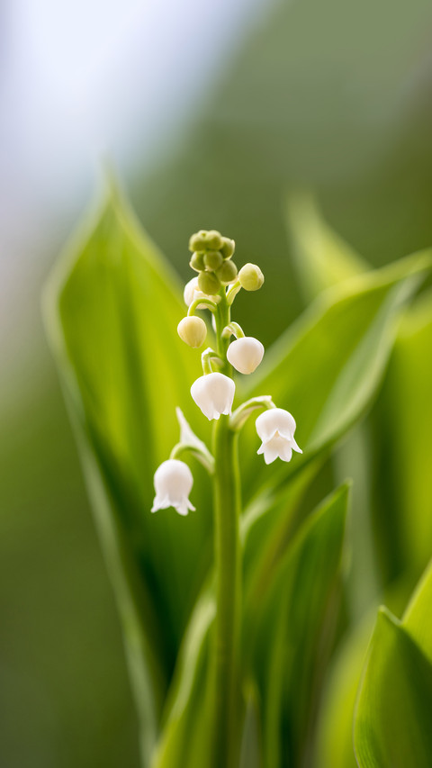 Lily of the valley though small is highly toxic preview