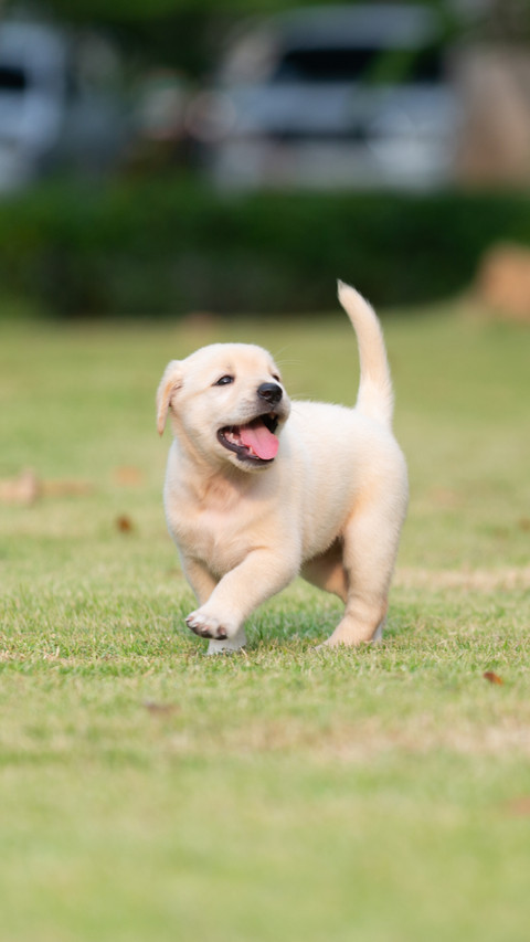 Cheerful Pup, Chasing Joy on Grassy Land preview