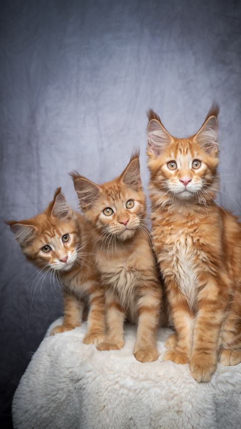 How to see that cats trust you 56 preview