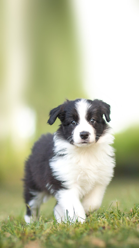 Young border collie running and playing in the garden preview