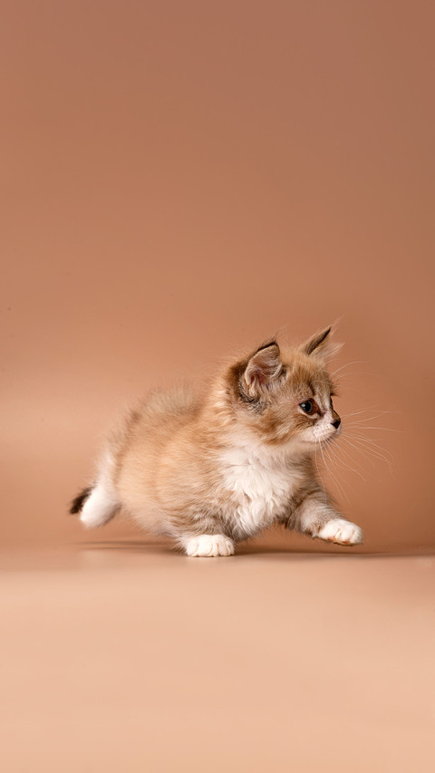 Nice cute adorable brown chocolate munchkin kitten preview
