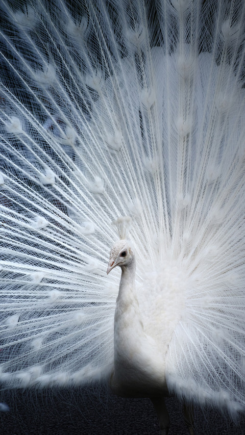 India-Peacock preview