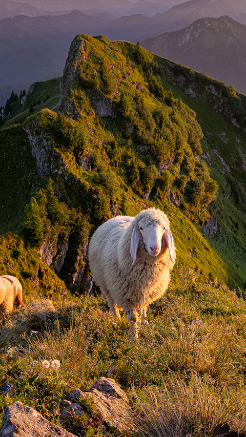 The sheep on the top of the mountain preview