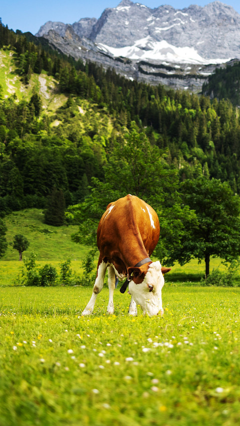 Cows are on the beautiful grassland preview