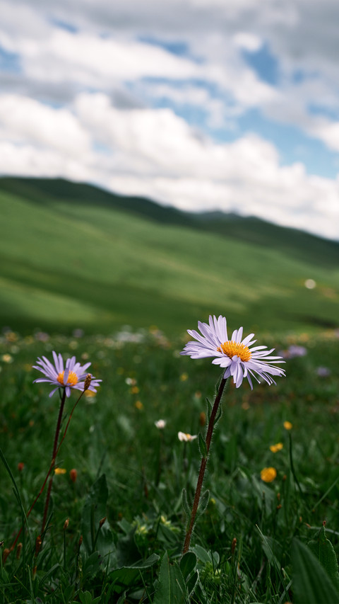 The aster on the grassland preview