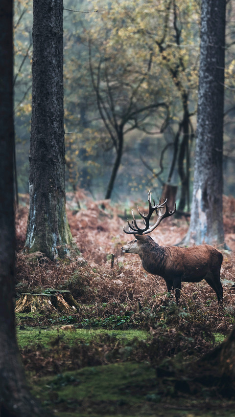wild animal-08 preview