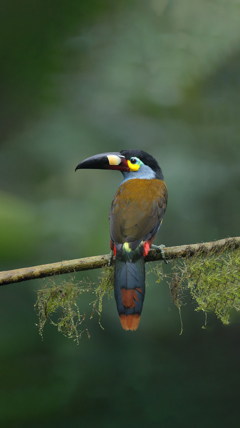 The advantage of a toucans large beak preview