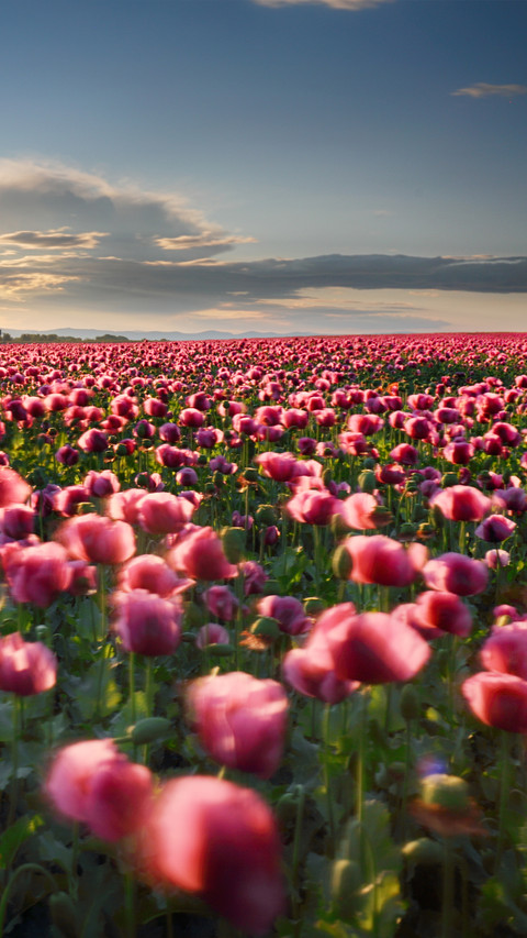 Magnificent flower fields preview