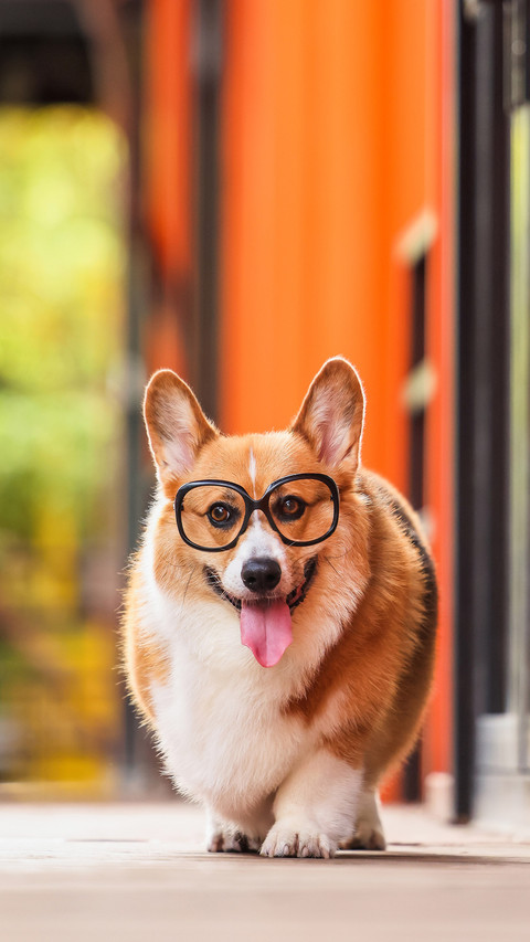 Keeping a dog is cold knowledge look here preview