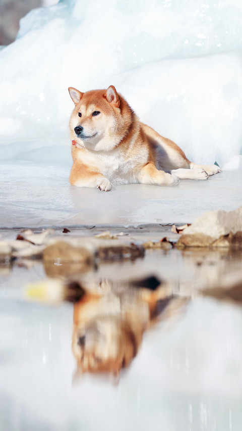 The water surface reflects the shiba inu preview