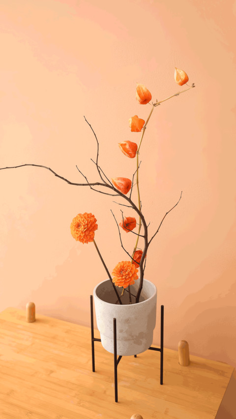 Still life of plants preview