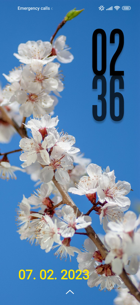 cherry Blossoms preview