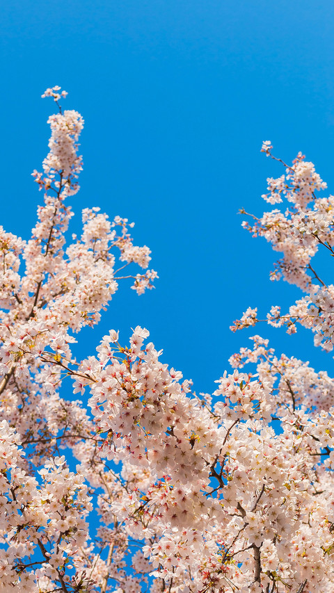 Cherry blossoms in splendor preview
