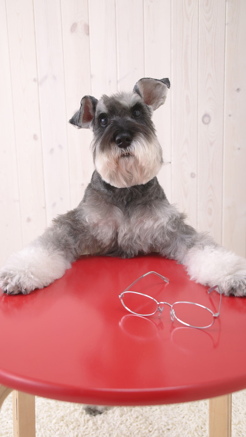How to stop begging dog at the table seven preview