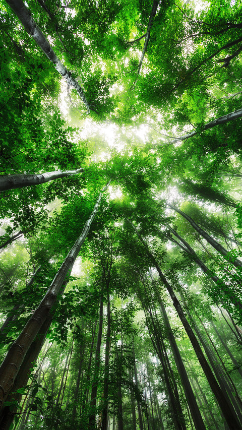 Spring forest preview