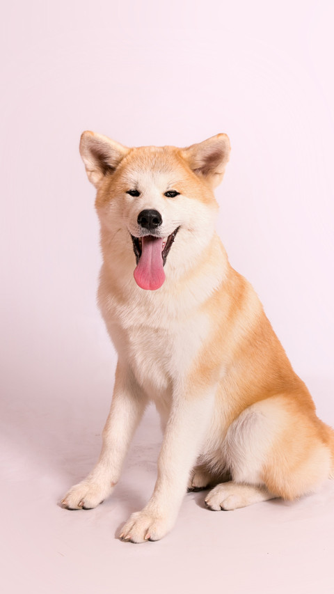 秋田犬和柴犬怎么辨别 preview