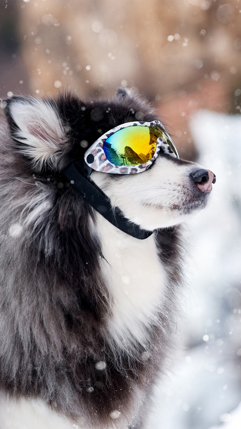 Sled dogs in the snow scene preview