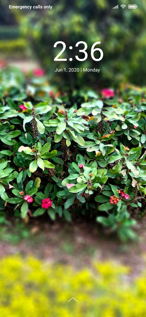 PlantsTree_DWM2 preview