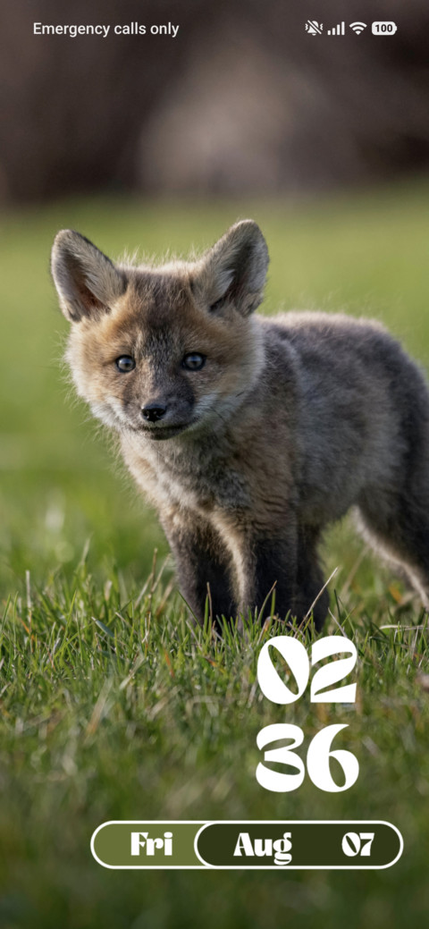 Baby Fox preview