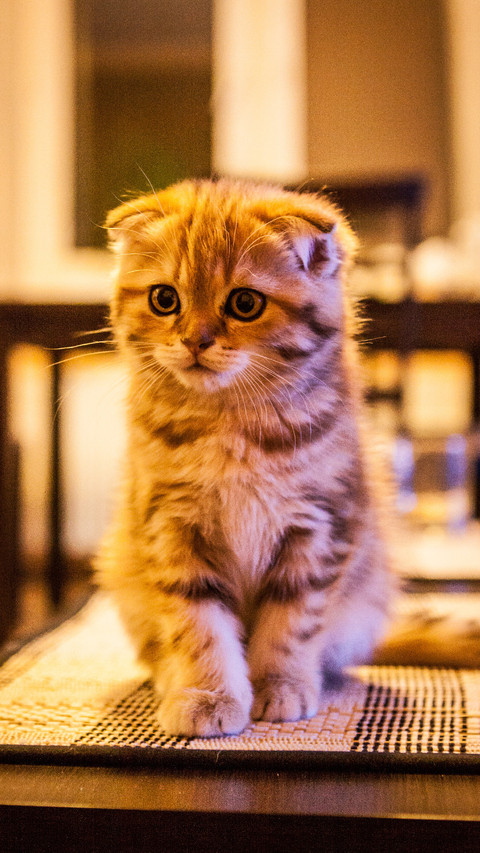 伤不起！我家的猫是处女座 preview