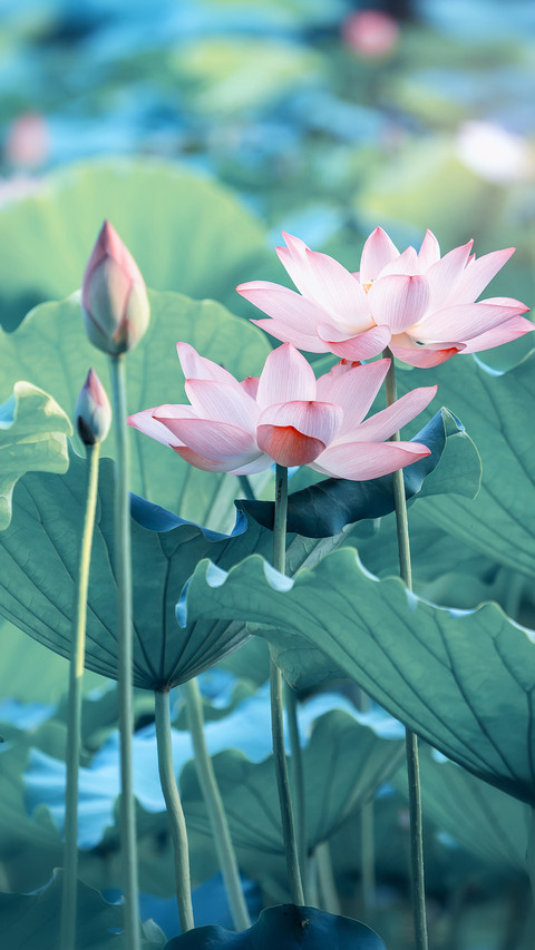 植物也会“流血” preview