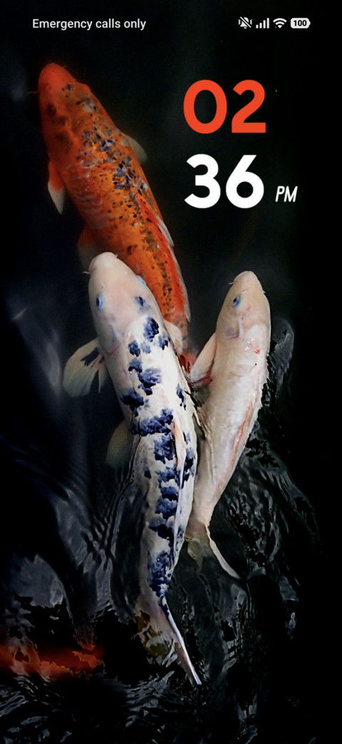 Colorful Fish preview
