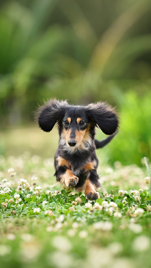 What is the connection between sausage dogs and hot dogs preview