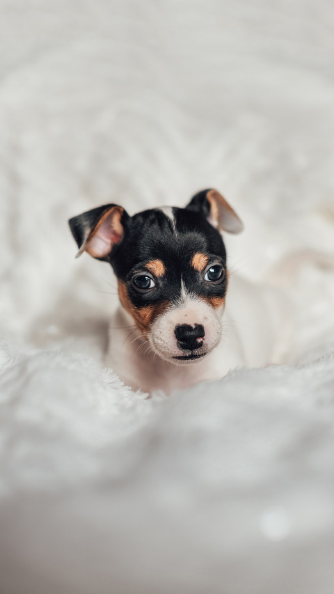 Jack russell Puppy sleeping on the bed preview