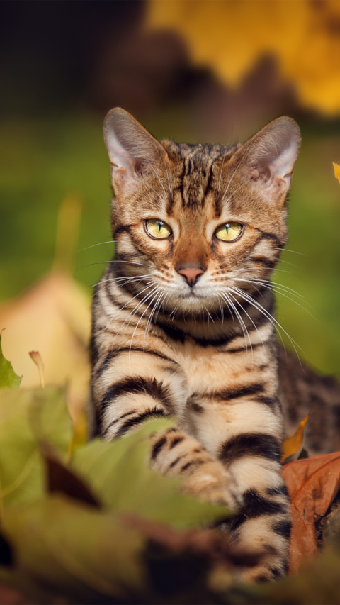 Cat preview