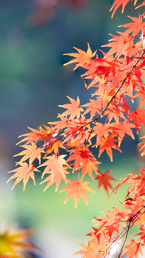 The red leaves on qixia mountain in nanjing preview