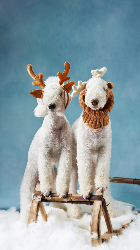 Interesting Christmas preview