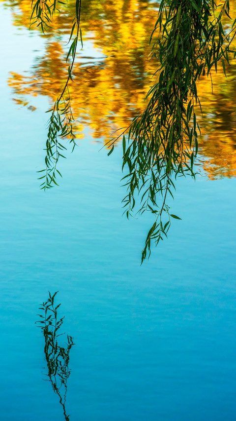 Willows hanging over the lake preview