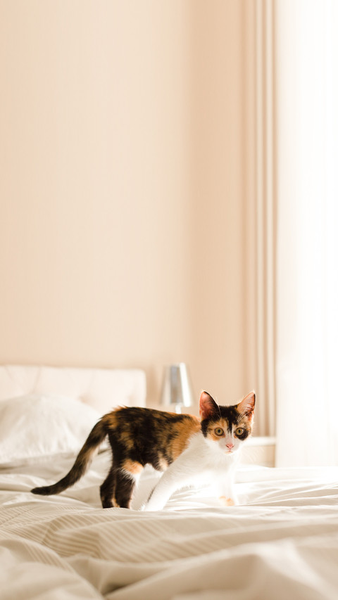 Kitten in bed preview