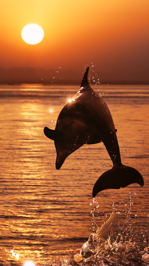 lingering light of the setting sun-01 preview