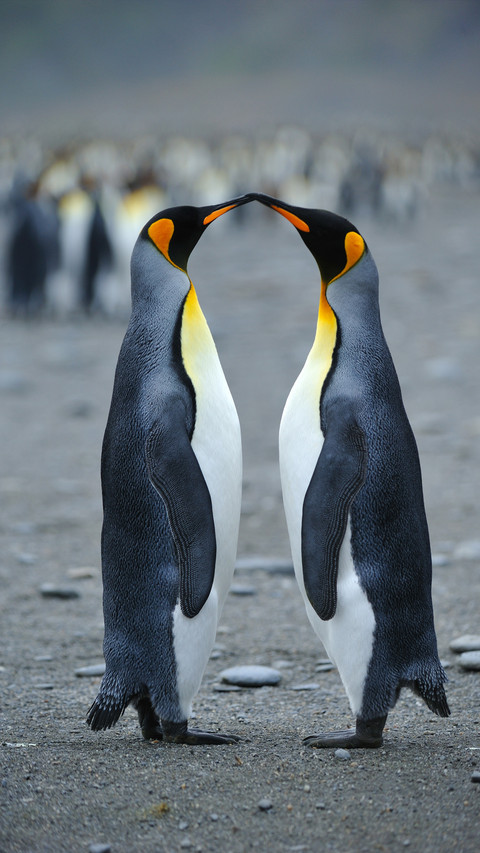 How animals show their love 51 preview