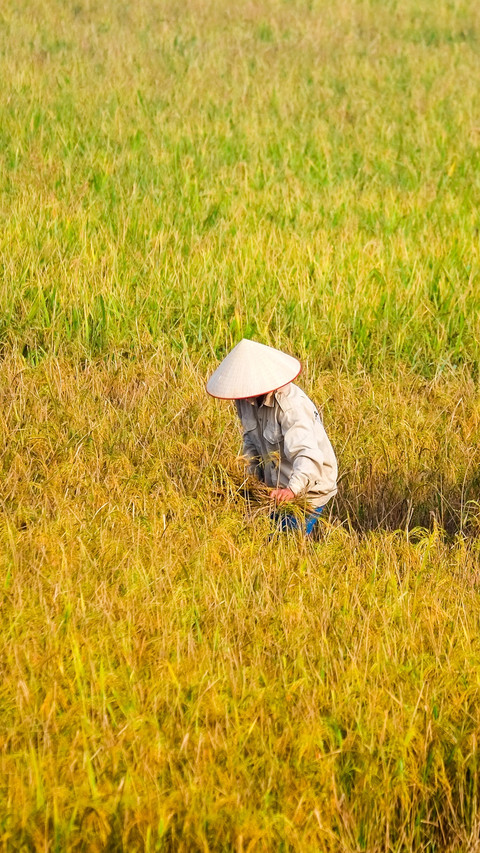 Working in the fields preview